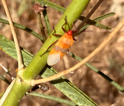 iNaturalist observation photo of Large Milkweed Bug