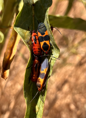 iNaturalist observation photo of Large Milkweed Bug