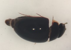 Crenitulus suturalis