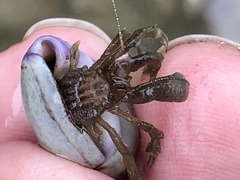 Pagurus hirsutiusculus