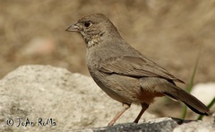 Melozone fusca