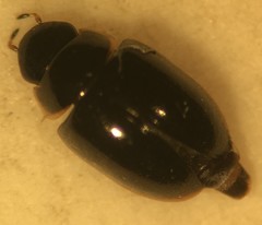 Crenitulus suturalis