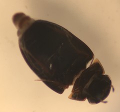 Crenitulus suturalis