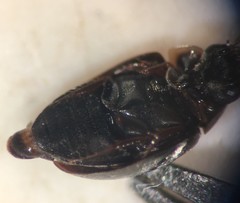 Crenitulus suturalis