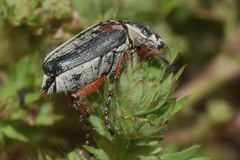 Macrodactylus mexicanus