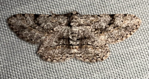 iNaturalist observation photo of Boarmiini