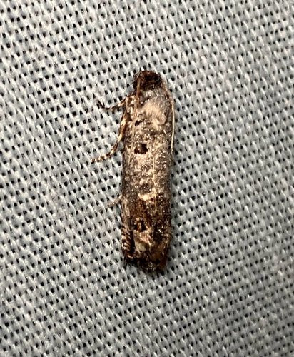 iNaturalist observation photo of Pelochrista Moths
