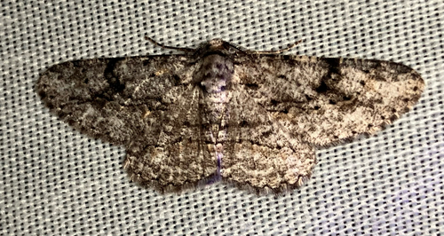 iNaturalist observation photo of Boarmiini