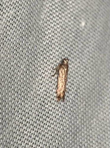 iNaturalist observation photo of Curved-horn Moths