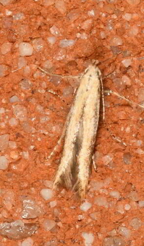 Stereomita andropogonis photo 2