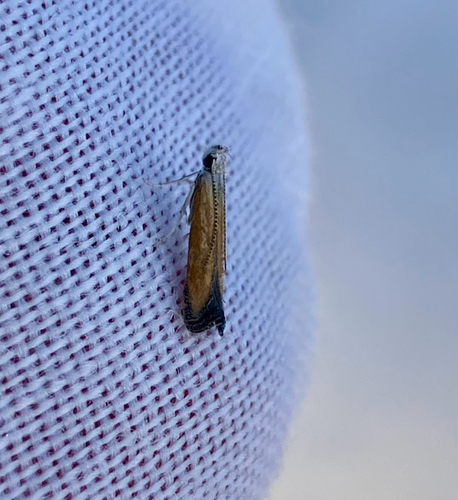 iNaturalist observation photo of Curved-horn Moths