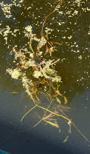 iNaturalist observation photo of shining pondweed