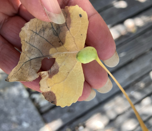 iNaturalist observation photo of Cherubic Poplar Petiole-gall Aphid
