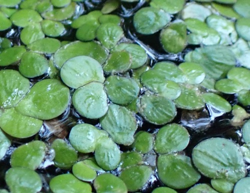 Spirodela polyrhiza iNat (1)