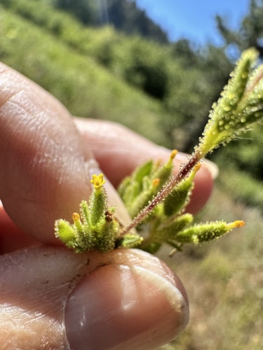 Image of Madia glomerata by no rights reserved