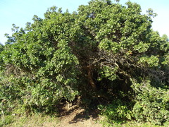 Eriophyes inermae