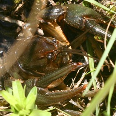 Lacunicambarus nebrascensis