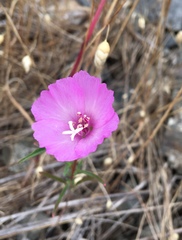Clarkia gracilis