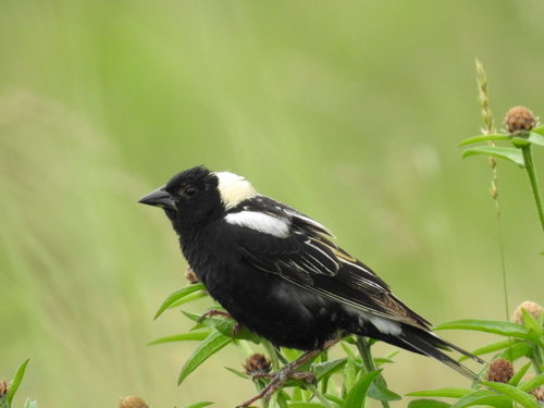 Bobolink