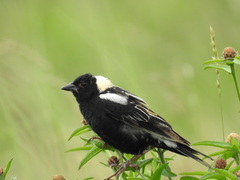 Bobolink photo 3