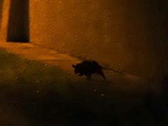 Didelphis virginiana