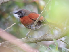 Synallaxis erythrothorax