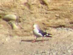 Leucophaeus scoresbii