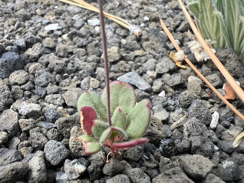 Image of Eriogonum esmeraldense by (c) Steve Matson, some rights reserved (CC BY)