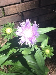 Stokesia