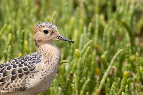Correlimos canelo (Calidris subruficollis)