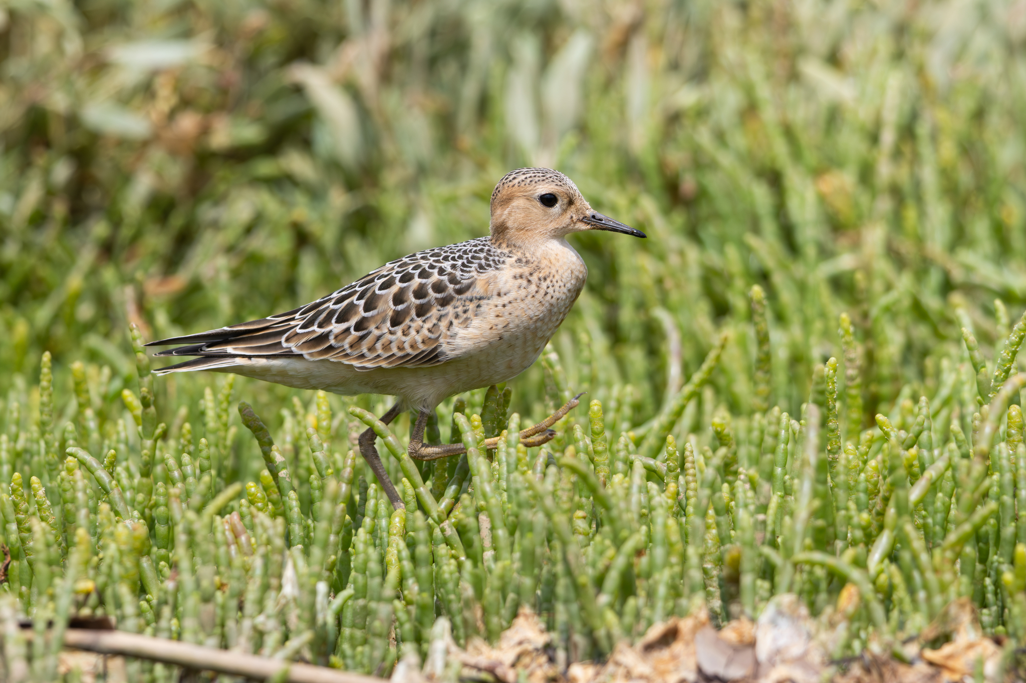 Buff-breasted Sandpiper (Calidris subruficollis)