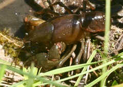 Lacunicambarus nebrascensis