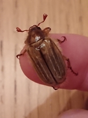 Amphimallon solstitiale