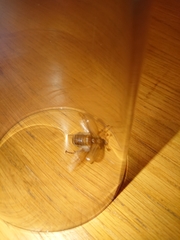 Amphimallon solstitiale