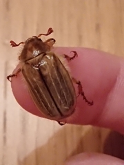 Amphimallon solstitiale