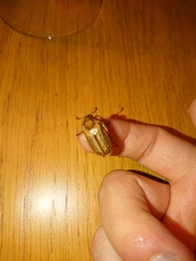 Amphimallon solstitiale