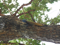 Acanthocercus atricollis