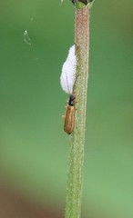 Rhagonycha lignosa