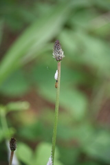 Rhagonycha lignosa