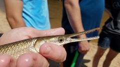 Lepisosteus platostomus