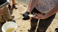 Lepisosteus platostomus