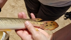 Lepisosteus platostomus