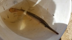 Lepisosteus platostomus