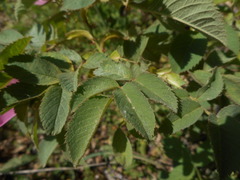 Rosa tomentosa