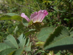 Rosa tomentosa
