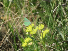 Callophrys affinis