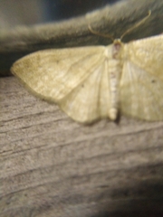 Idaea deversaria