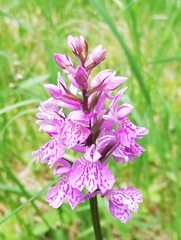 Dactylorhiza fuchsii