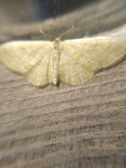 Idaea deversaria