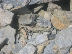 Iberolacerta monticola